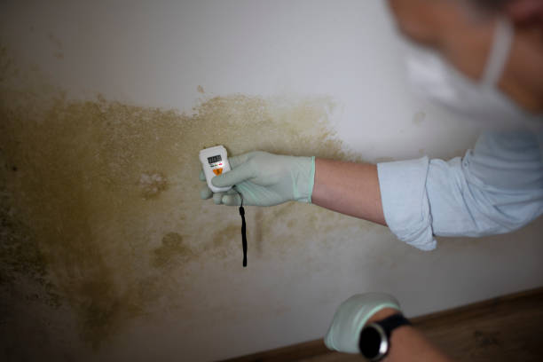 Best Mold Testing and Inspection Services in Washington, NC